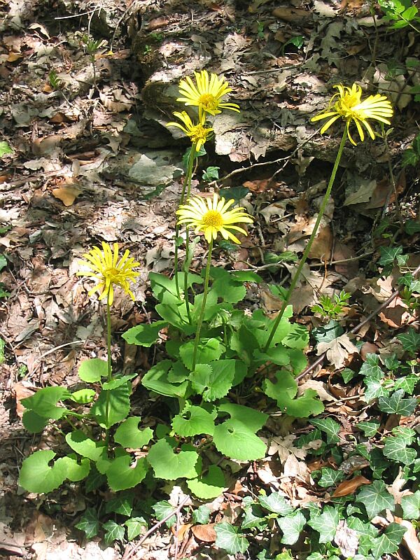Dorionicum columnae / Doronico di Colonna